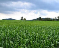 Суданская трава "Землячка"