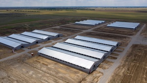 Откормочную площадку в селе Ачикулак Ставропольского края запустили в комплексе по производству баранины.