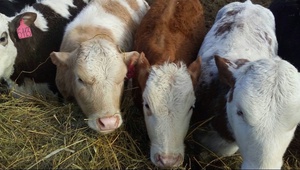 На Ставрополье приобретут 4,5 тысяч голов КРС благодаря господдержке