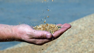 Уборочная страда на Ставрополье перешагнула экватор.  Аграрии края с урожаем, но без денег