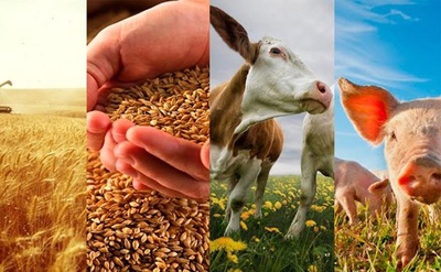 На Ставрополье в 2019 году заработает новая программа «Развитие сельского хозяйства»