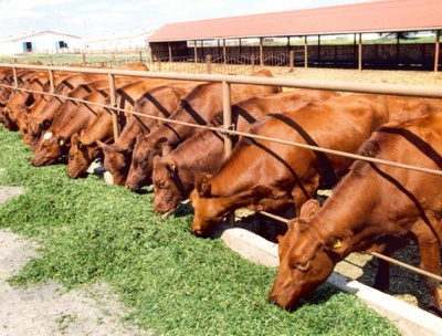 Награды всероссийских конкурсов получили Ставропольские животноводы