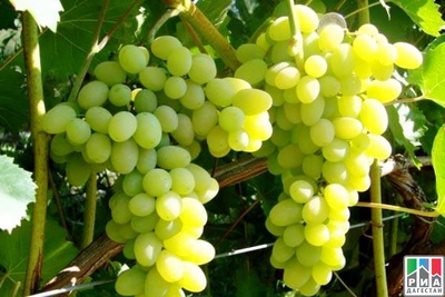На Ставрополье вырос урожай винограда в 4,5 раза